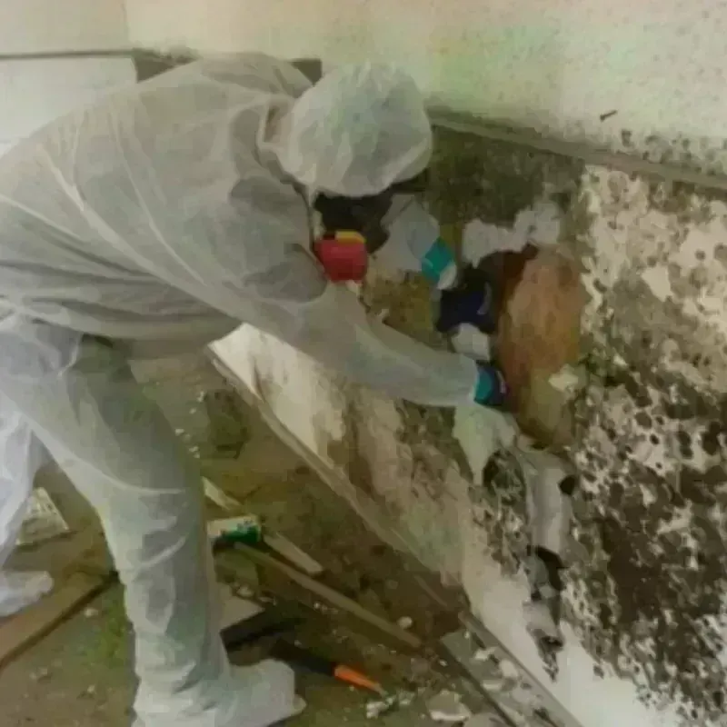 Mold Remediation and Removal in Nash County, NC